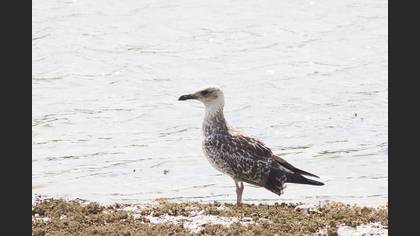 Yellow-legged Gull