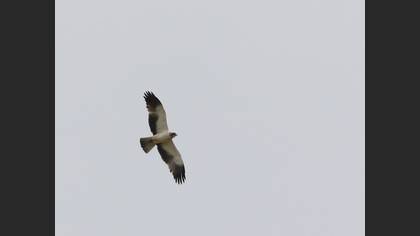Küçük kartal