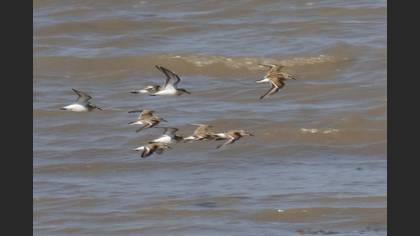 Little Stint