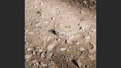 European Nightjar