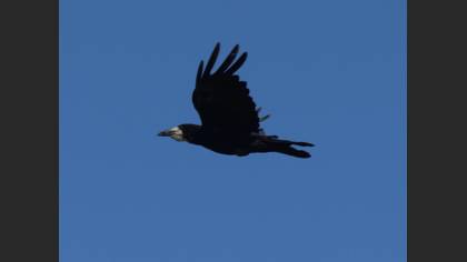Rook