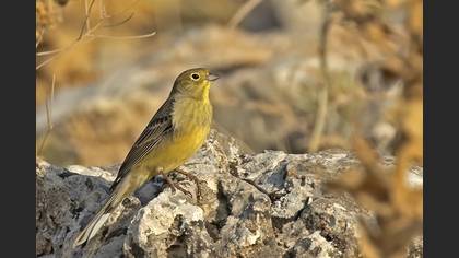 Cinereous Bunting