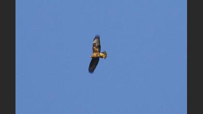 Common Buzzard
