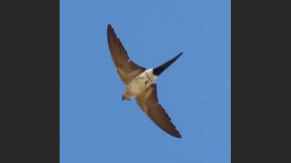 Red-rumped Swallow