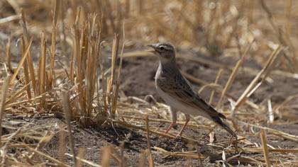 Greater Short-toed Lark
