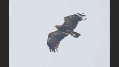 Lesser Spotted Eagle