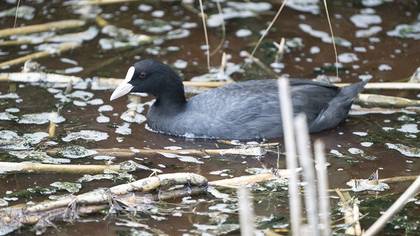 Eurasian Coot