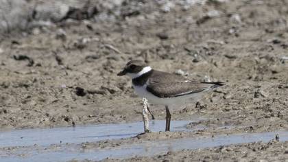 Common Ringed Plover