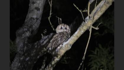 Tawny Owl