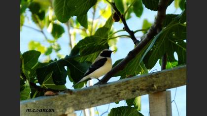 Black-eared Wheatear