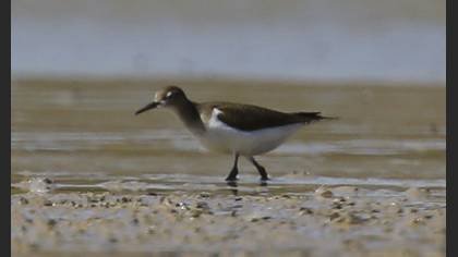 Common Sandpiper