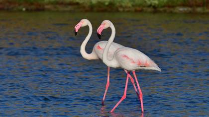 Flamingo