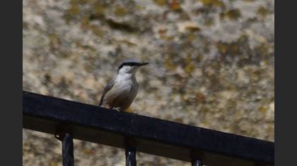 Western Rock Nuthatch