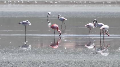 Küçük flamingo