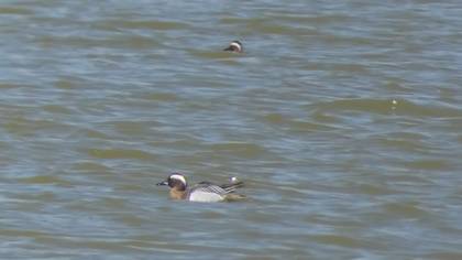 Garganey