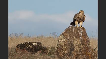 Eastern Imperial Eagle