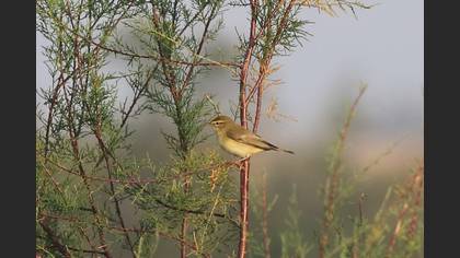 Willow Warbler