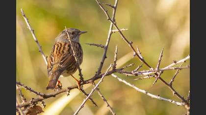 Dunnock