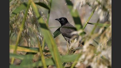 White-spectacled Bulbul