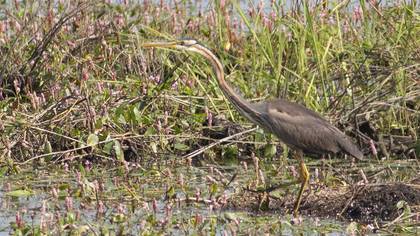Purple Heron