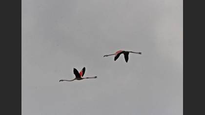 Flamingo