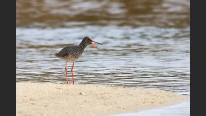 Kızılbacak