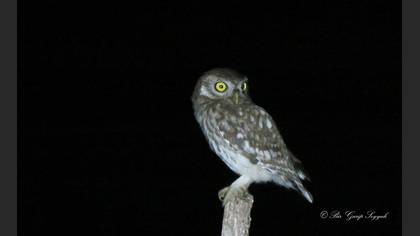 Little Owl