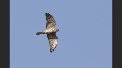Yaz atmacası