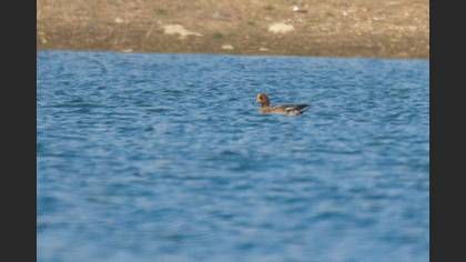 Eurasian Wigeon