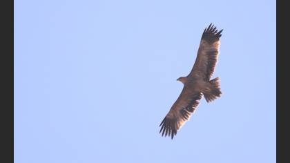 Şah kartal