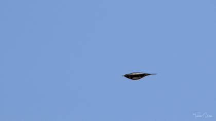 Ring Ouzel