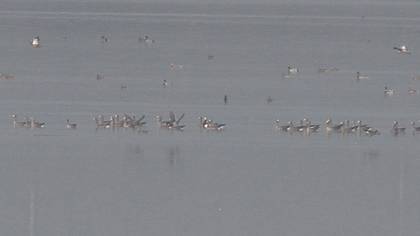 Akyanaklı kaz