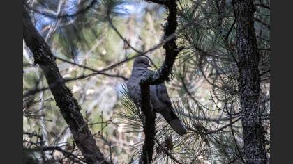 Eurasian Collared Dove