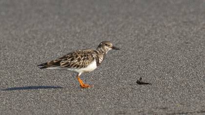 Ruddy Turnstone