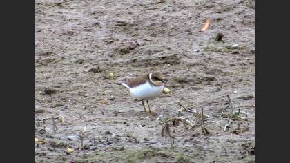 Common Ringed Plover