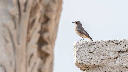 Black Redstart