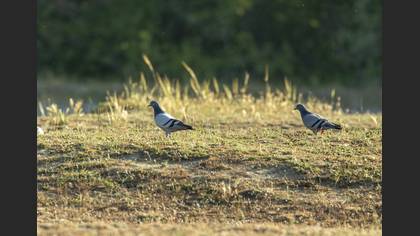 Rock Dove