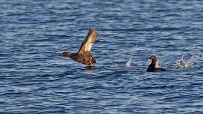 Velvet Scoter