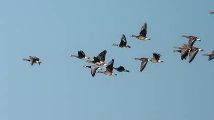 Barnacle Goose