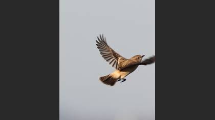 Siberian Stonechat