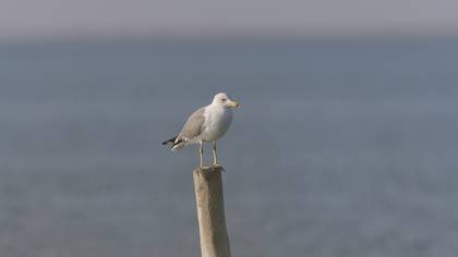 Armenian Gull
