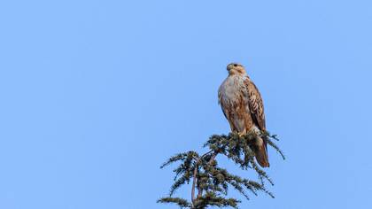 Long-legged Buzzard