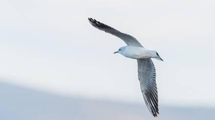 Black-headed Gull