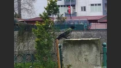 Leş kargası