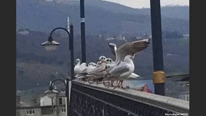 Karabaş martı