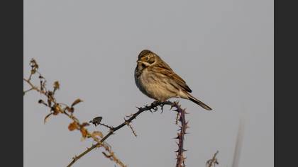 Common Reed Bunting