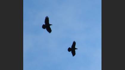 Northern Raven