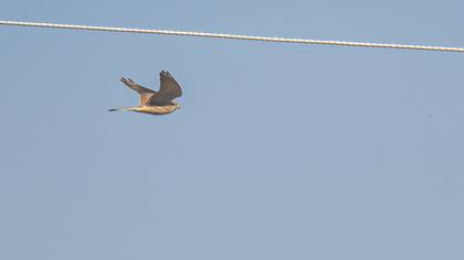 Common Kestrel