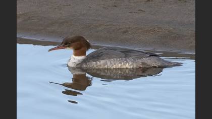Common Merganser