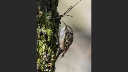 Short-toed Treecreeper